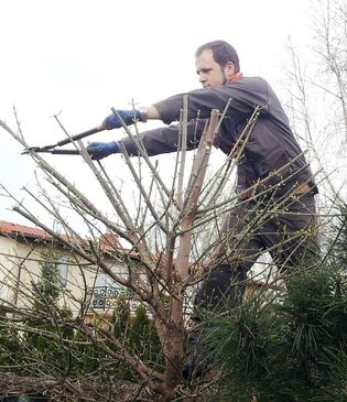 Shaping, trimming trees, shrubs & hedges