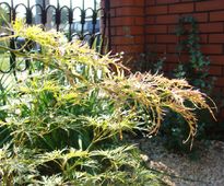 Japanese Nook - City front garden | Czestochowa