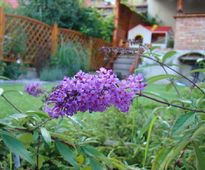 Vineyard in a Front of Terraced House | Czestochowa