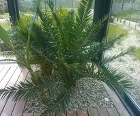 Conservatory in 'In a Shade of Varicolored Maples Garden'