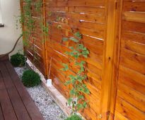 Vineyard in a Front of Terraced House | Czestochowa