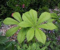 In Japanese Sence - Small, urban garden | Czestochowa