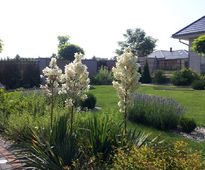 Garden In a Catalpa Shade | Czestochowa