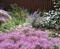 Garden Around the Terrace - small urban back graden