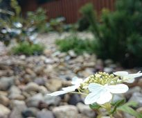 Garden Around the Terrace - small urban back graden