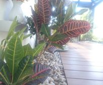 Conservatory in 'In a Shade of Varicolored Maples Garden'