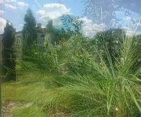 Conservatory in 'In a Shade of Varicolored Maples Garden'