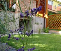 Vineyard in a Front of Terraced House | Czestochowa