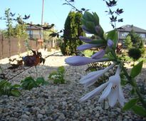 Garden in the Circle of Spirea and Lavender | Klobuck district