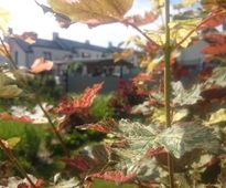 In a Shade of Varicolored Maples