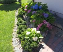 Garden In a Catalpa Shade | Czestochowa