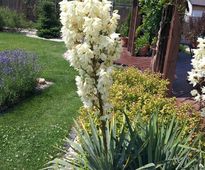 Garden In a Catalpa Shade | Czestochowa