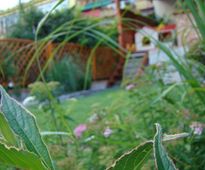 Vineyard in a Front of Terraced House | Czestochowa